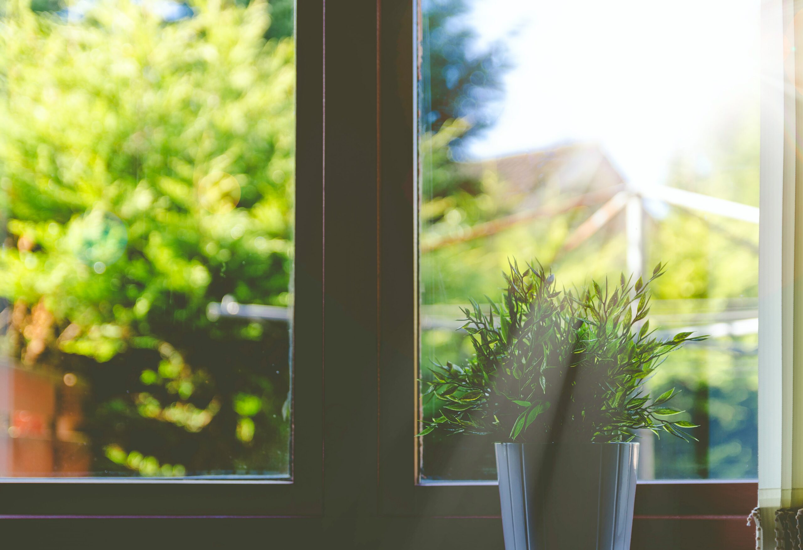clean window with plant and sun